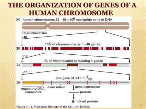 dna genes  chromosomes structurepptx