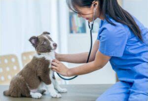 Carrera De Veterinaria Mejores Universidades