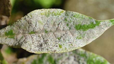 Powdery Mildew Signs And Treament Mehrabyan Nursery