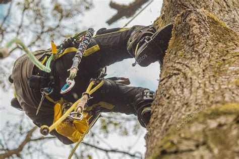 Arborista o leñador trepando a un árbol grande usando diferentes