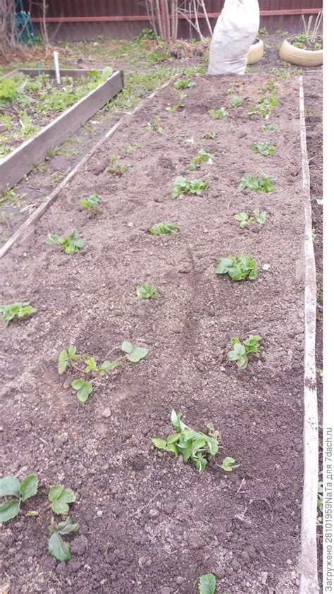 Мульчирование хвойным опадом на примере клубники. Фото