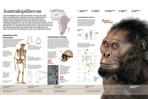 Infographic Of The Australopithecus One Of The First Bipedal Hominids