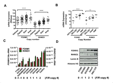 Foxm1 And Rhno1 Expression Correlates With Genomic Copy Number In