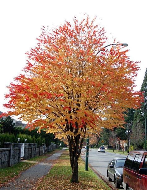 Cercidiphyllum Japonicum 30 KATSURA TREE SEEDS Home Garden WO9573305