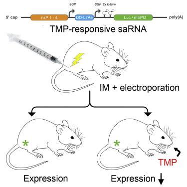 用于合成自扩增 mRNA 调控的可逆小分子开关的体内验证 Molecular Therapy X MOL