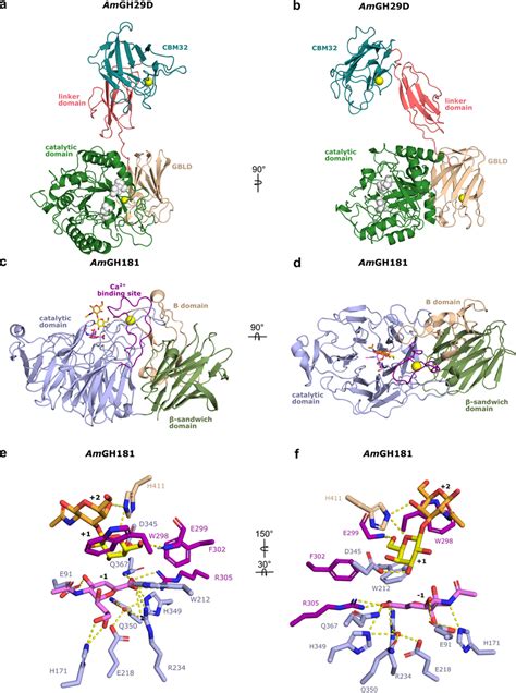 The Crystal Structures Of The Amgh29d Fucosidase And Amgh181 Sialidase