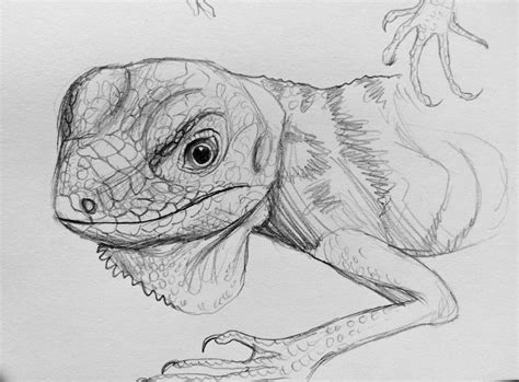 Iguana Drawing Skill