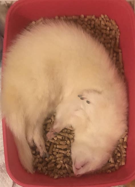 can ferret sleeping too much safely 10