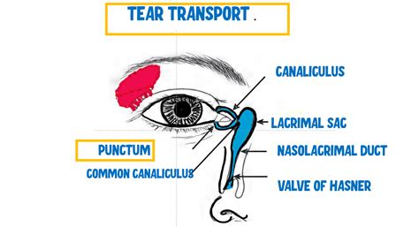 Anatomy of Lacrimal Apparatus Made Insanely Easy - INSIGHT OPHTHALMOLOGY