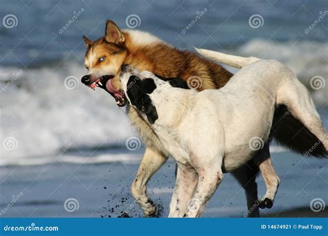 Agressieve Honden Op Een Strand Stock Afbeelding - Image of grauwen ... 