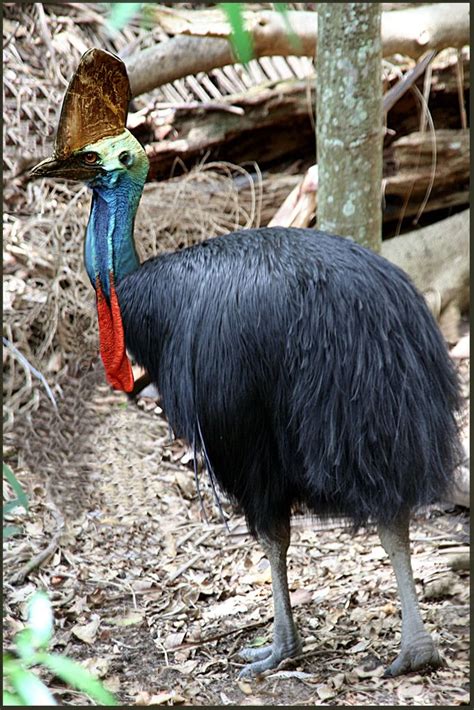 Cassowary Australian Native Animals Pet Birds Australian Birds