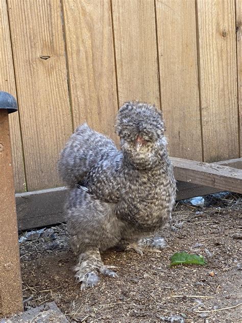 6 Show Quality Silkie Chicken Fertile Hatching Eggs All Colors Bearded