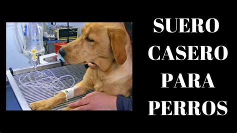 C Mo Hacer Un Suero Casero Para Hidratar A Tu Perro Mascotario