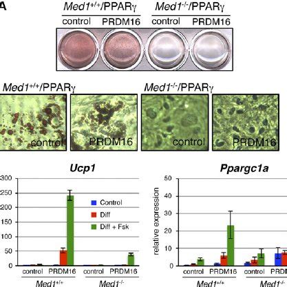 MED1 Requirement For Normal Induction Of Gene Expression By PRDM16