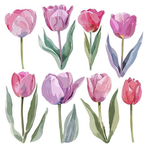 Aquarell Tulpen Blumenillustration Premium Vektor