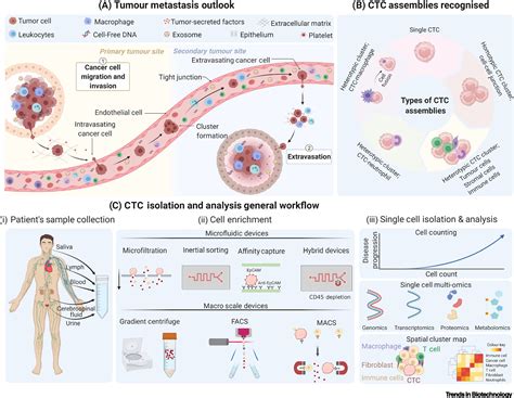 Single Cell Analysis Of Circulating Tumour Cells Enabling Technologies