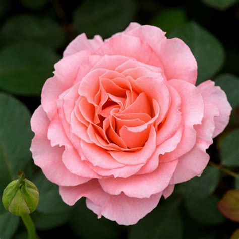 Роза шраб «Лоран Каброль»