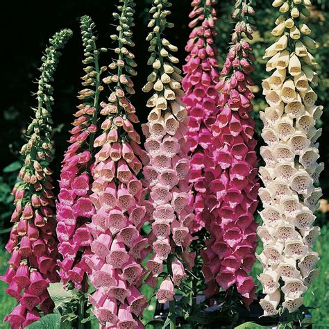 Foxglove Excelsior Mixed Bi Annual Cottage Garden Plug Plants Pack X6