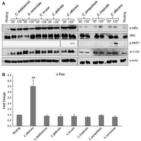 Activation of NF-κB and MAPK signaling by different Candida species and ... 