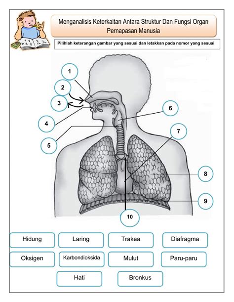 Detail Gambar Laring Sistem Pernapasan Manusia Koleksi Nomer 36