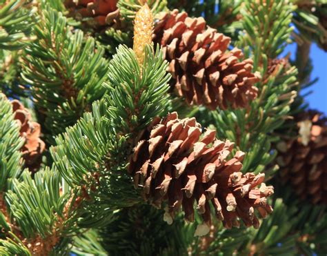 Pinus longaeva