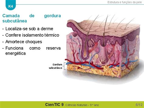 K Estrutura E Funes Da Pele Cien