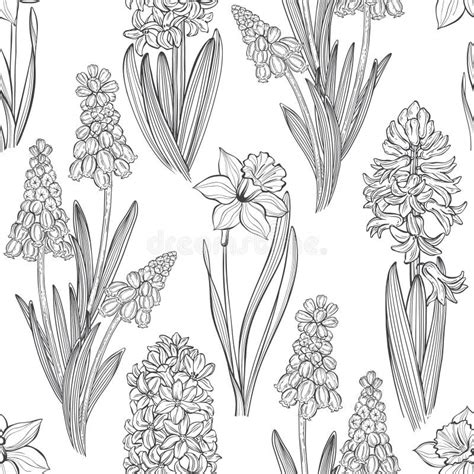 Black Muscari Stock Illustrations 144 Black Muscari Stock