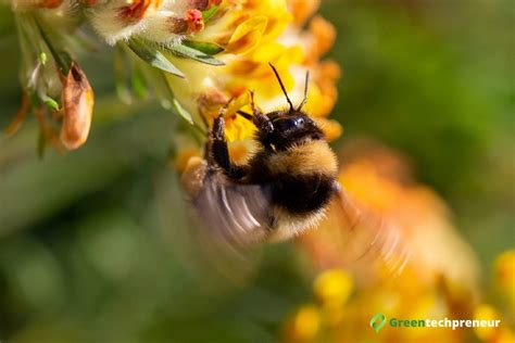 Contribute To Biodiversity Conservation By Supporting Bees By Businesses