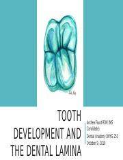 Tooth Development and Dental Lamina.pptx - TOOTH DEVELOPMENT AND THE ...