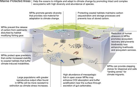 Marine Reserves Can Mitigate And Promote Adaptation To Climate Change