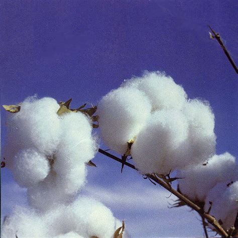 Build A Pull Up Bar: Cotton Store 