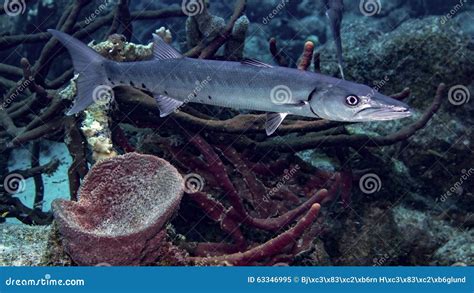 Great Barracuda Or Sphyraena Barracuda Also Known As Giant Barracuda