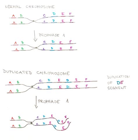 Draw a pair of chromosomes as they would appear during synap | Quizlet