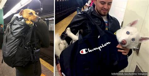 Nyc Subway Banned Dogs Unless They Fit In A Bag But New Yorkers Found