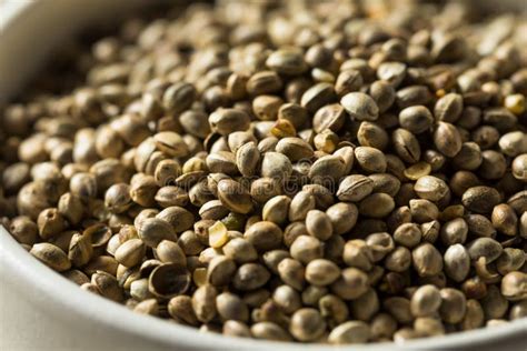 Organic Roasted Hemp Seeds stock image. Image of healthy - 140736493