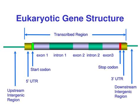 Eukaryotic Gene Structure Diagram