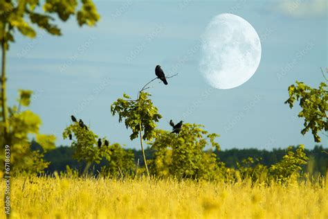 crows fly Stock Photo | Adobe Stock