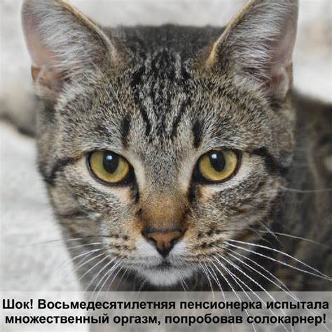 средство от ушных клещей для кошек — Postimages