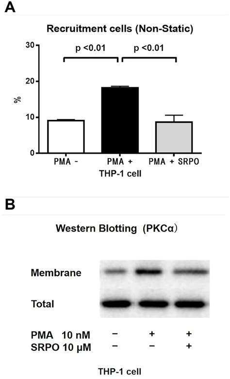 THP 1 Cell Adhesion To HUVECs Non Static Rotational Assay And