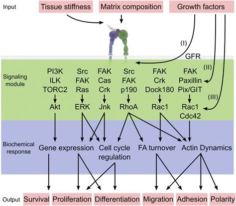 Genetic And Cell Biological Analysis Of Integrin Outside In Signaling