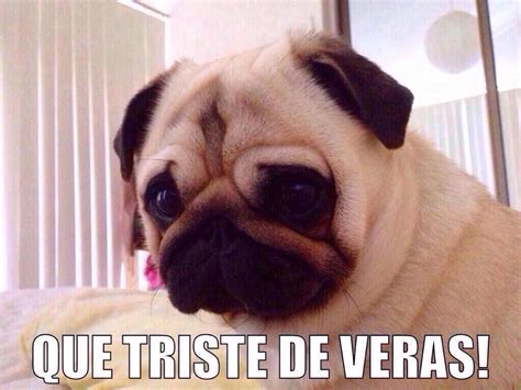 Qué triste de veras Pug Pictures Funny Animal Pictures Funny Animal