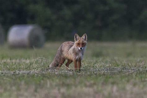 13 Examples of Crepuscular Animals (Pictures) - Wildlife Informer