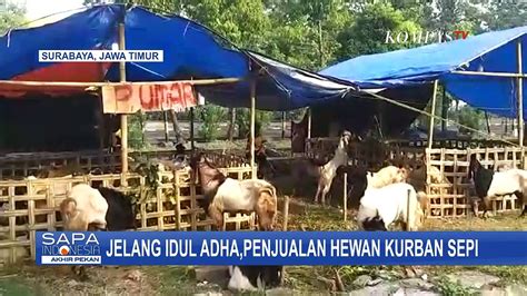 Idul Adha Tinggal Sebentar Lagi Penjual Hewan Kurban Keluhkan Sepi