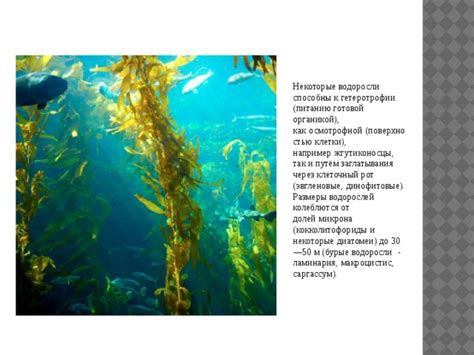 Презентация "Водоросли" - биология, презентации