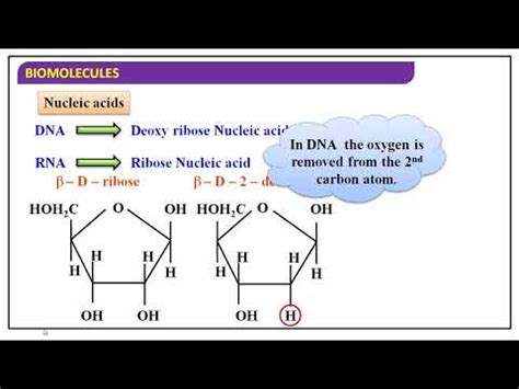 Nucleic Acids Youtube