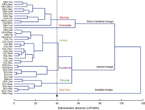 Phenogram Showing The Linear Morphometric Relationships Among