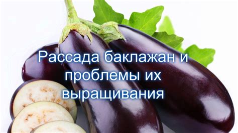 РАССАДА БАКЛАЖАН И ПРОБЛЕМЫ ИХ ВЫРАЩИВАНИЯ . - YouTube