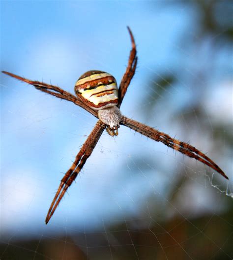 File:St. Andrew's Cross Spider.jpg - Wikipedia, the free encyclopedia