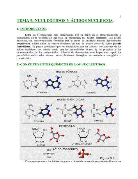 TEMA 9 NUCLEÓTIDOS Y ÁCIDOS NUCLEICOS