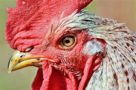 Le saviez vous pourquoi le coq est l emblème de la France